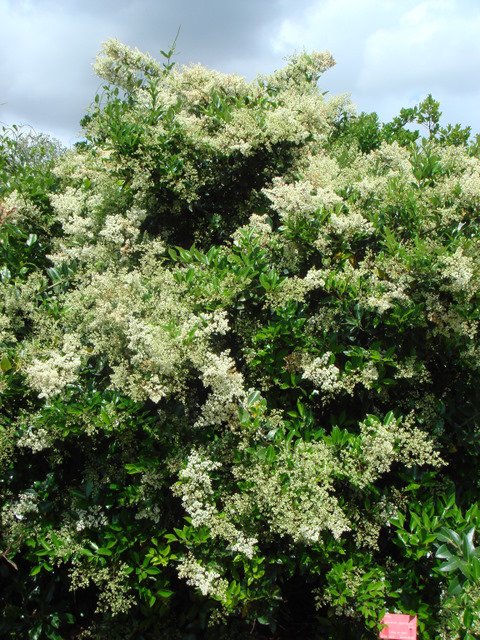 Ligustrum japonicum
